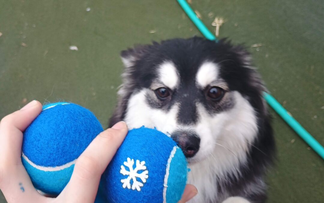 Tennis Balls, Lickibowl and Foraging Ball Pit Activities! 01.14.26