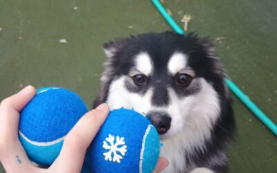 Tennis Balls, Lickibowl and Foraging Ball Pit Activities! 01.14.26