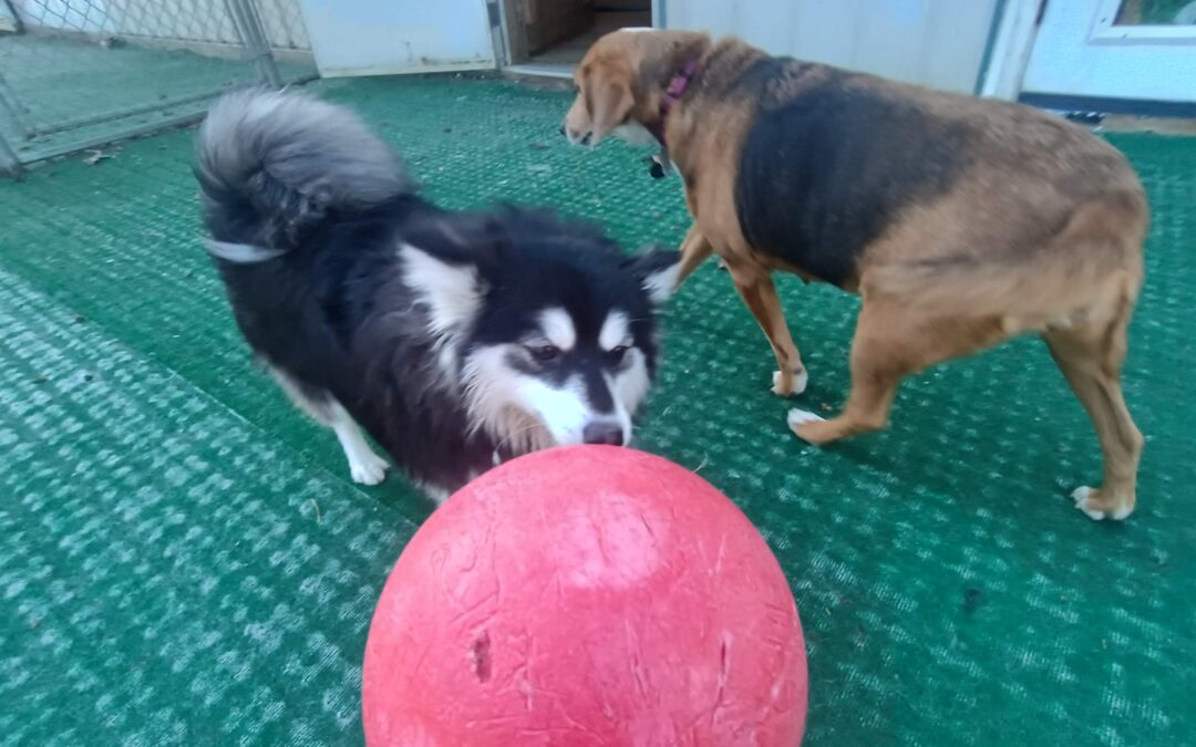 Indestructiball, Kong Wobbler & Sniff Walk Activities 01.15.26