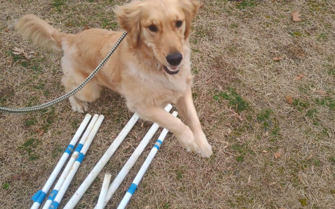 1/16/26 Barkacademy and Activities! :)