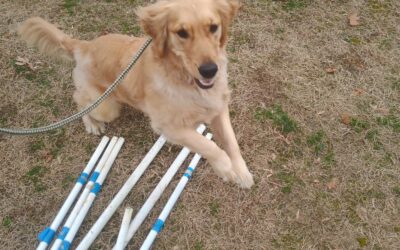 1/16/26 Barkacademy and Activities! :)