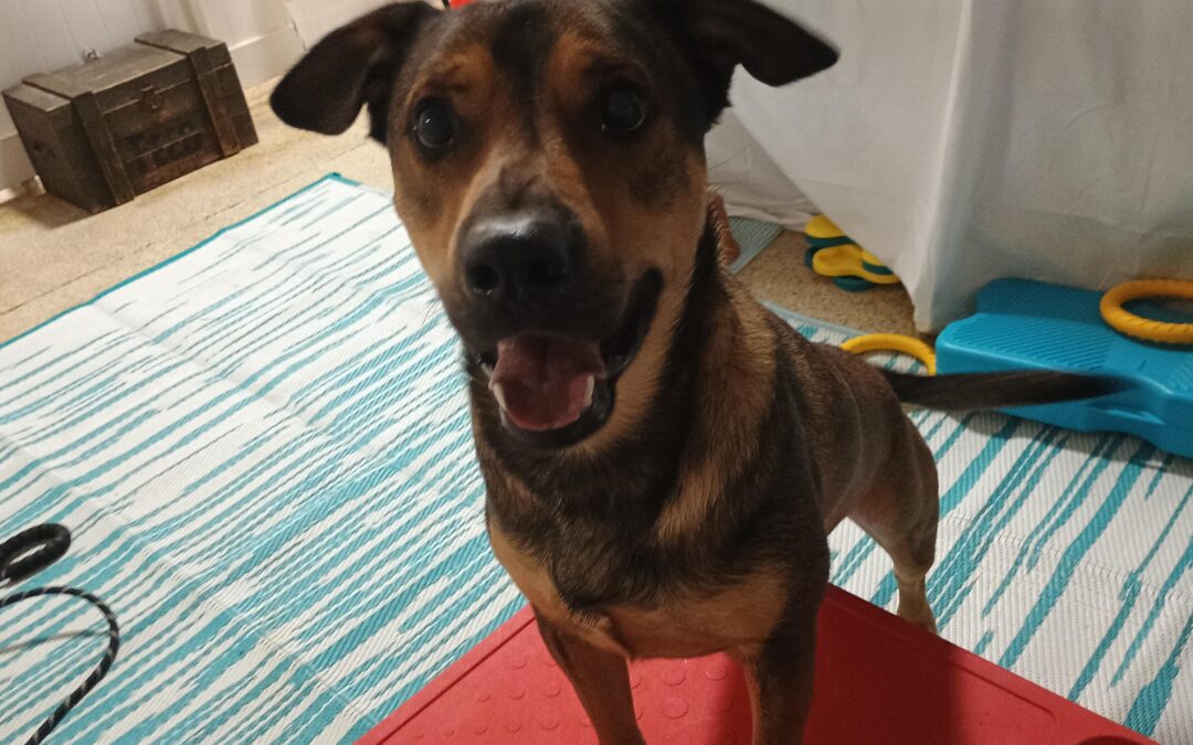 1/17/26 Jolly Ball, Puzzle Bowl, Wobble Board! :)