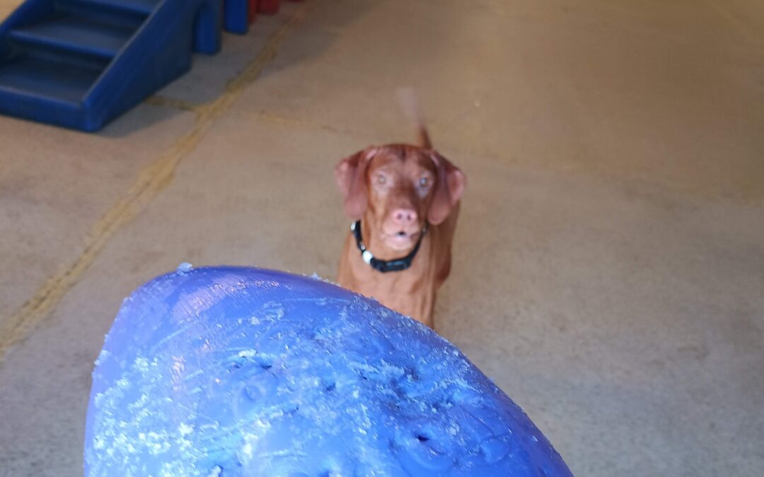 1/19/26 Jolly Eggs, Muffin tin, Puzzle game :)