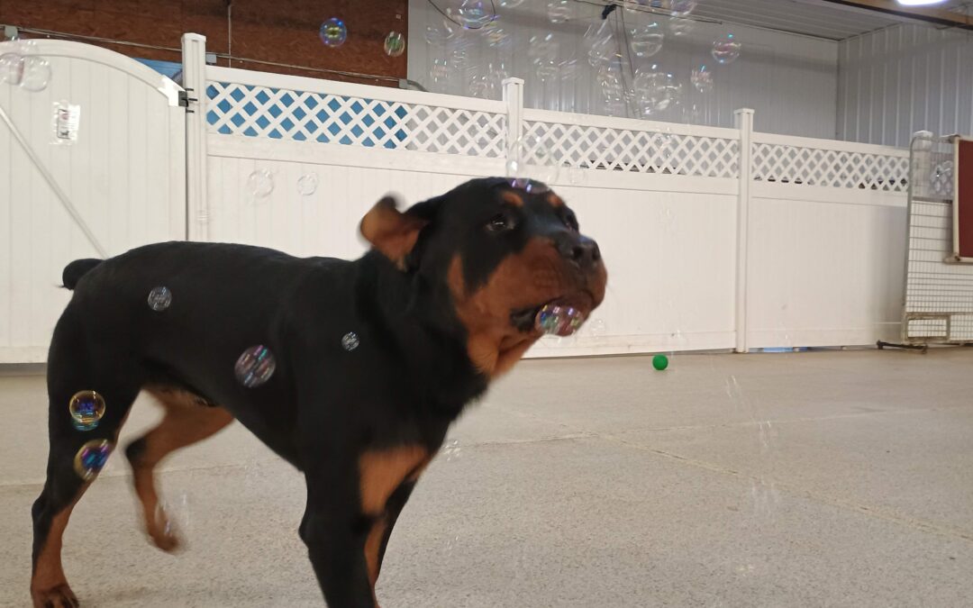 1/20/26 Activities! :)