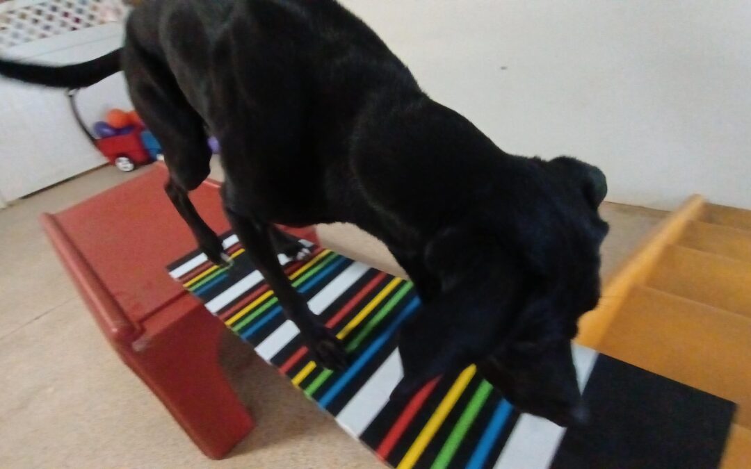 1.22.26 Barkacademy & Other Activities! :)