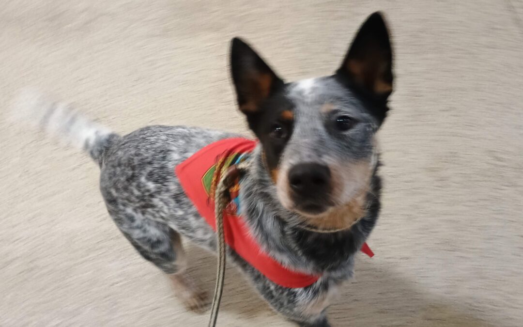 1/23/26 Barkacademy and Activities! :)