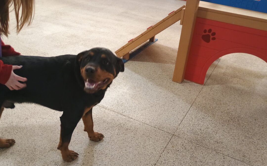 1-24-26 Indestructiball, Kong Wobbler, +Unstack Cups! :)