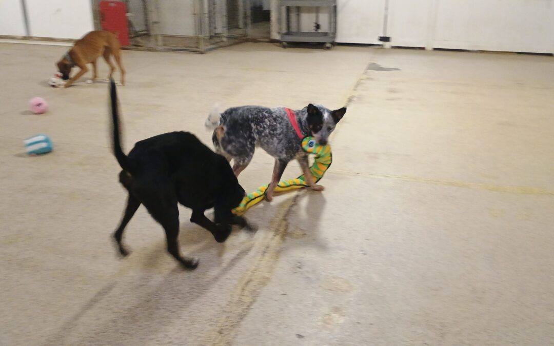 01_28_26 Squeaky Toy Play + Enrichment :-)