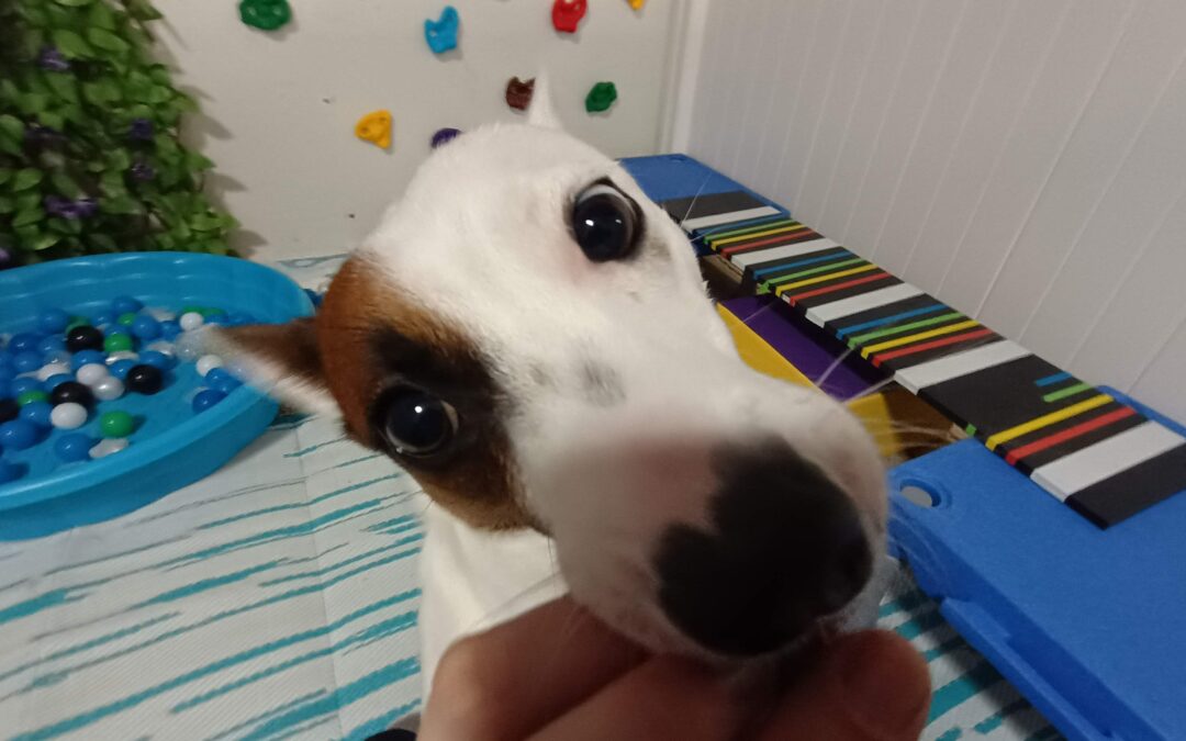 1/29/26 Chuck It, Kong Wobbler, Boundary Training Practice! :)