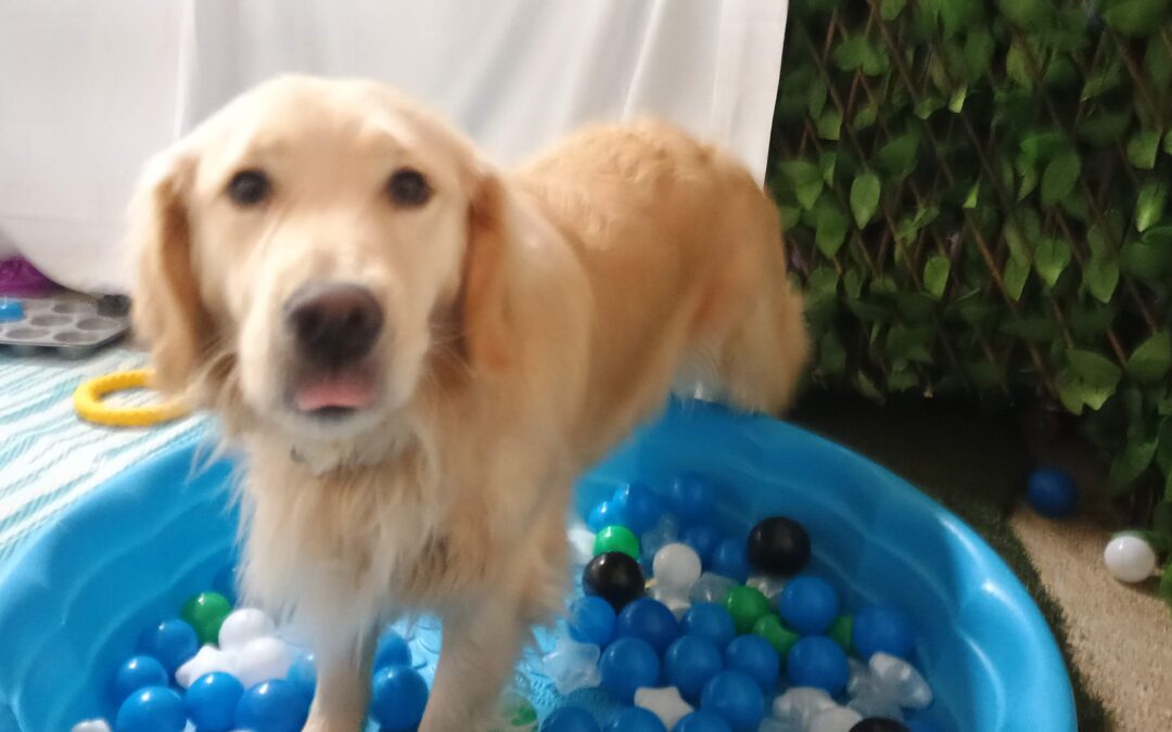 1/30/26 Football, Towel Rollup, Foraging Ball Pit! :)
