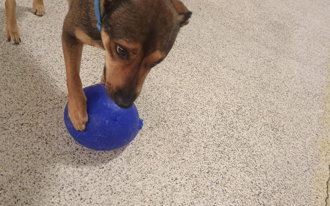 1-31-26 Jolly Ball Tug, Megalast Bone, + Flirt Pole! :)