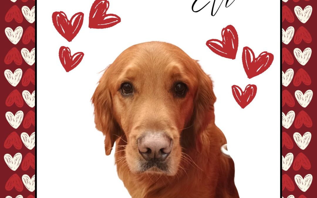 Valentines Day – Puppy Love