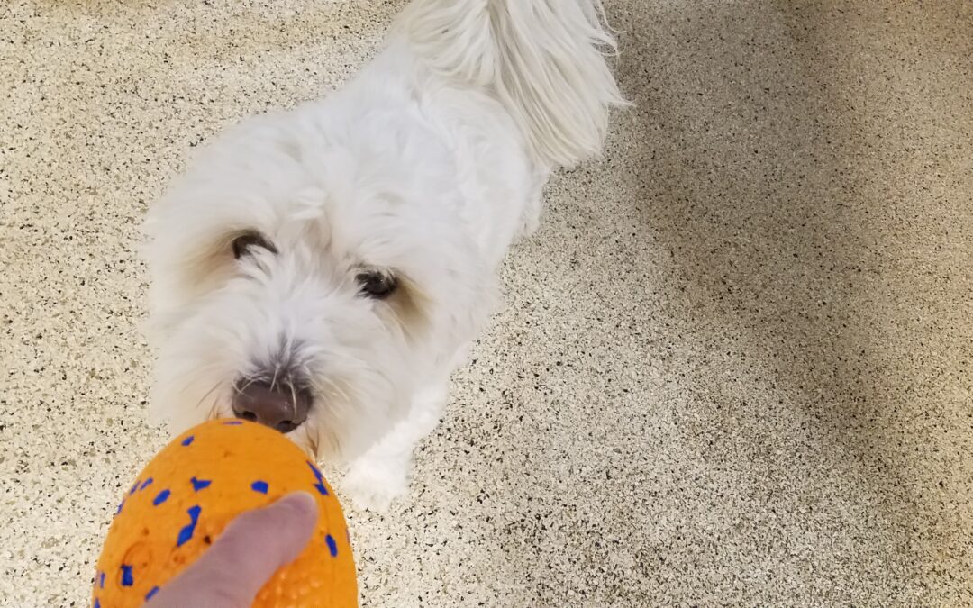 2/15/26 Football, Puzzle Games, and Towel Roll ! :)