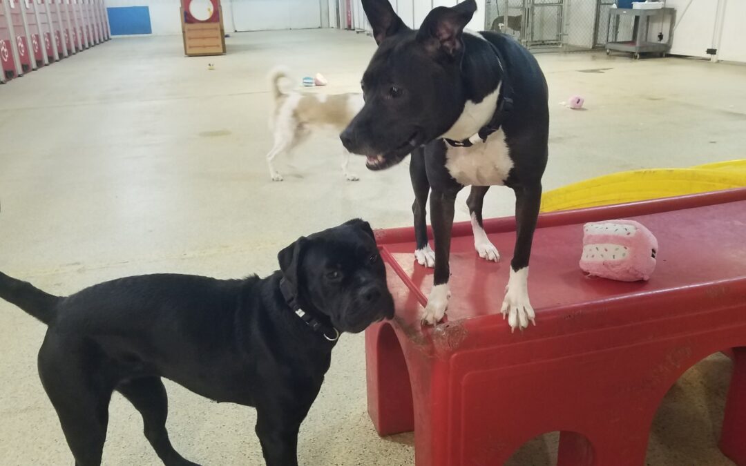 2/16/26 Birthday Snuffle and Birthday squeaky toys!