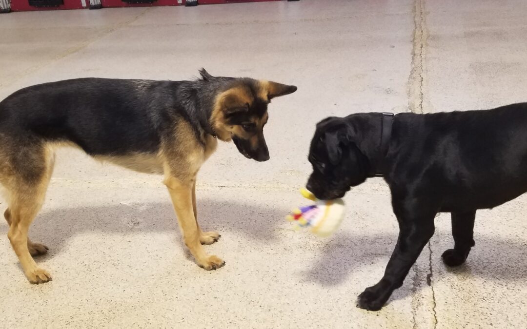 2/17/26 Squeaky Toys, Kong Wobbler, and Scent Space!