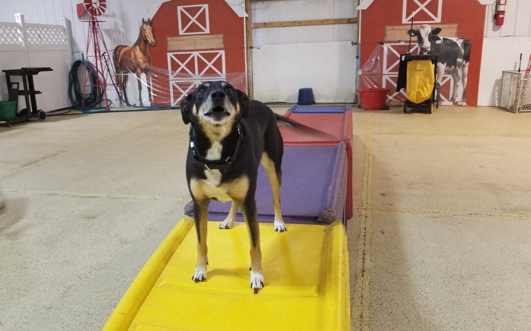 2_23_26 Playtime :-)