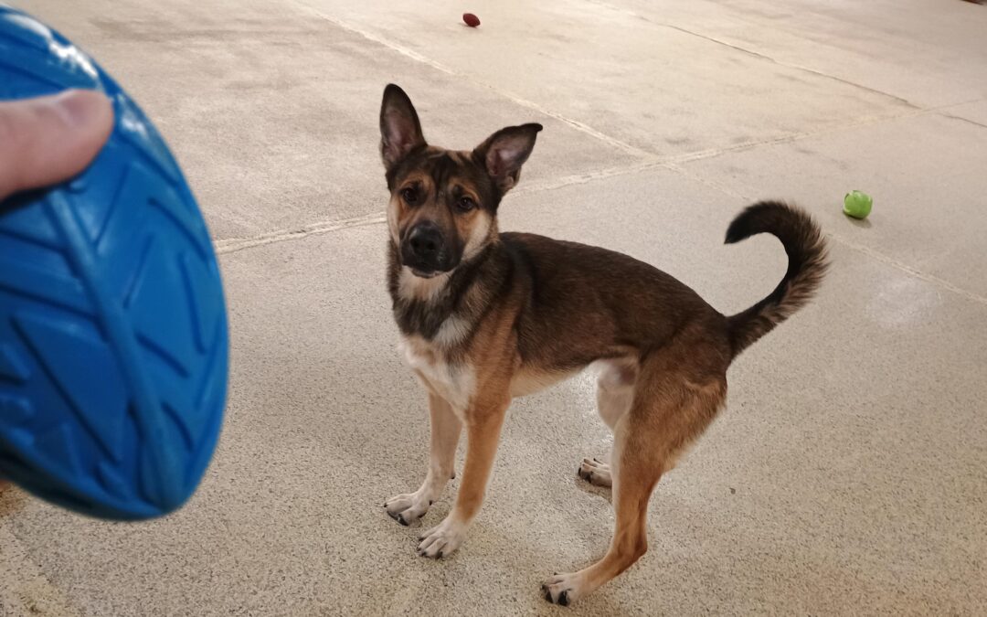 2.1.26 Activities – Football, Snufflemat, Hurdles! :)