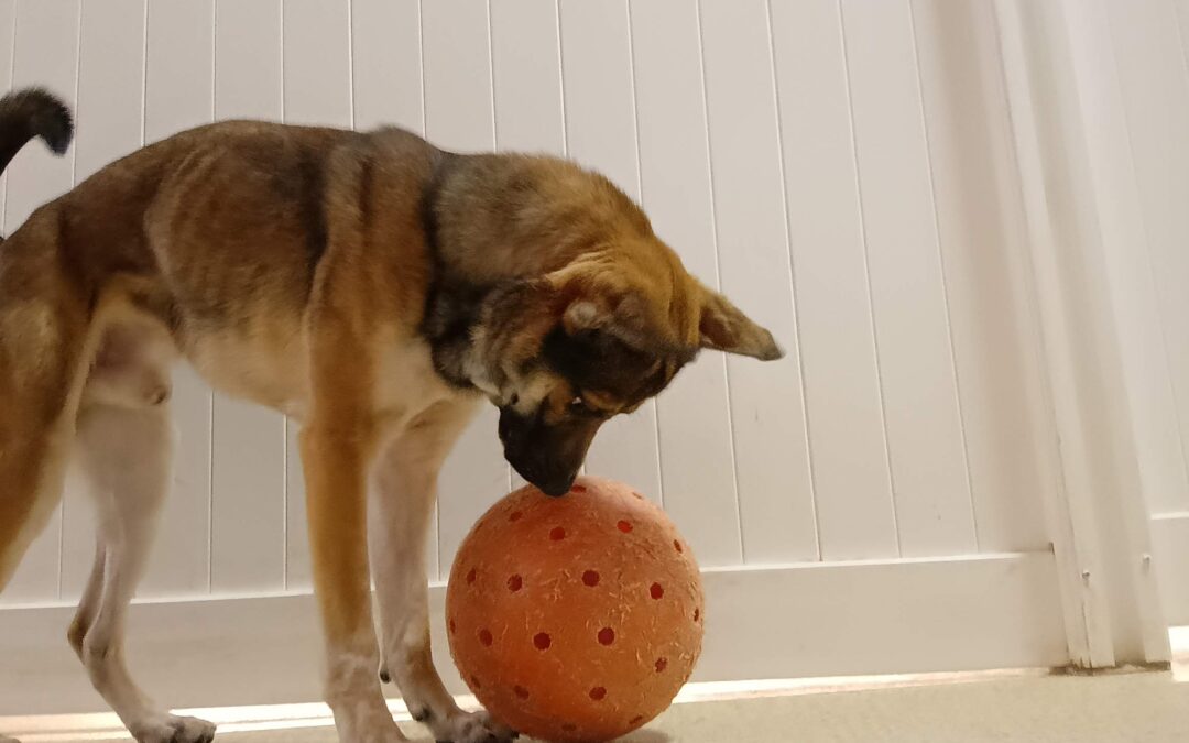 2.2.26 Barkacademy & Other Activities :)