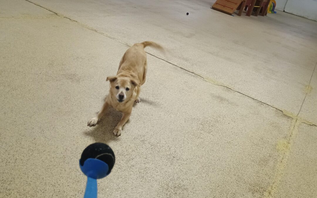 2_3_26 Chuck It Play + Enrichment :-)