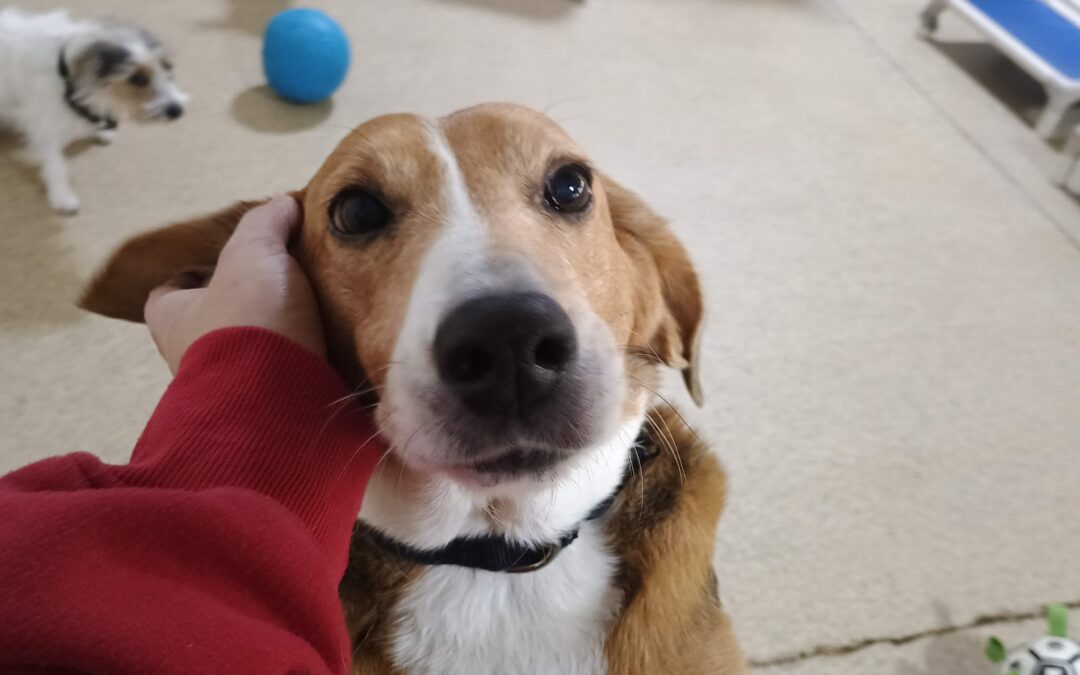 2_4_26 Bark Academy + Enrichment Pics :-)