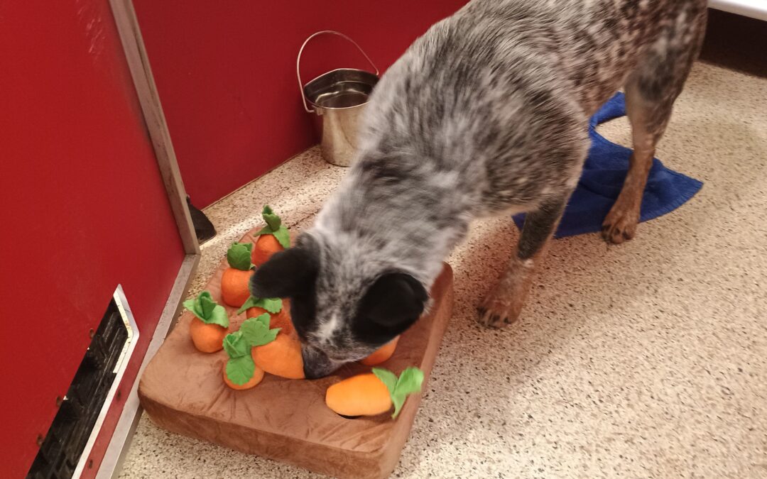 2-5-26 Squeaky Toys, Towel Roll Up, + Ramp! :)