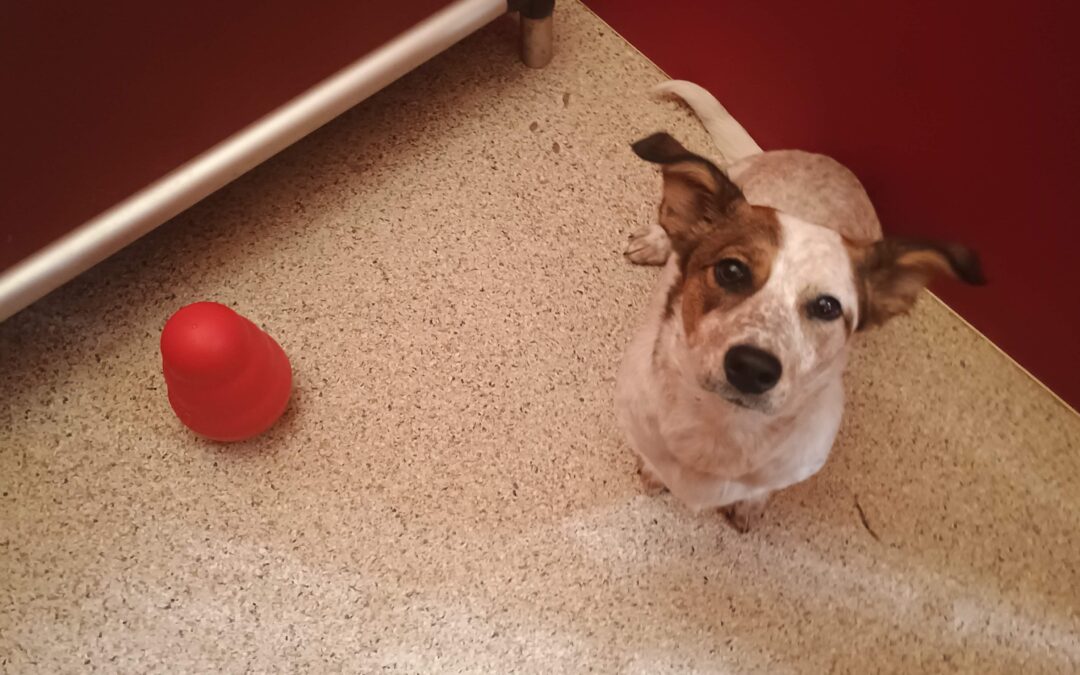 2/10/26 Barkacademy and other Activities!