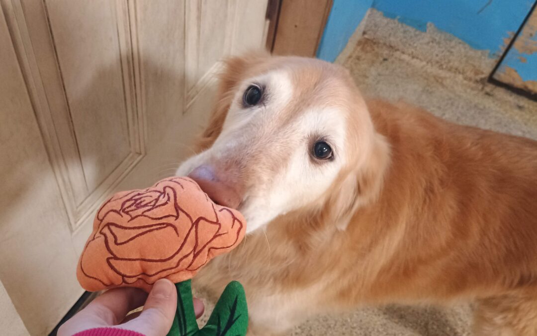 2/12/26 Valentines Day Squeaky Toys, Find Hearts, Scent Space