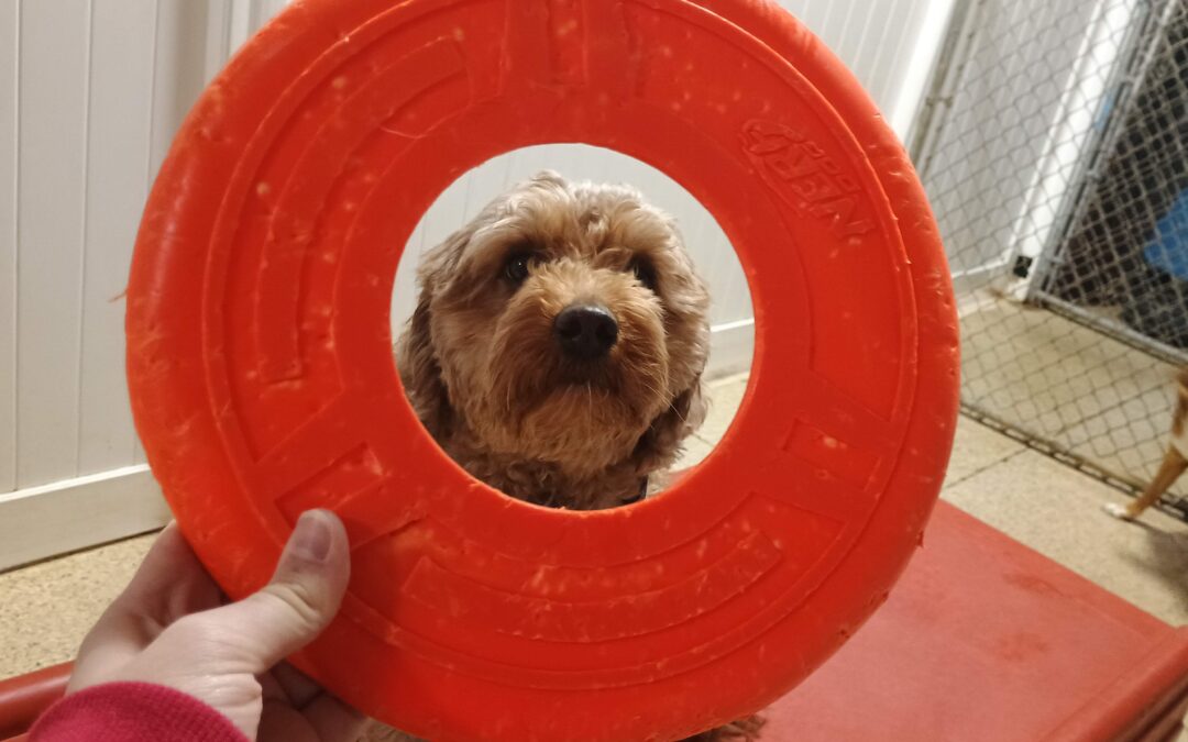 2/18/26 Frisbees, Lickmat, and Shell Game! :)