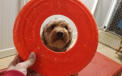 2/18/26 Frisbees, Lickmat, and Shell Game! :)