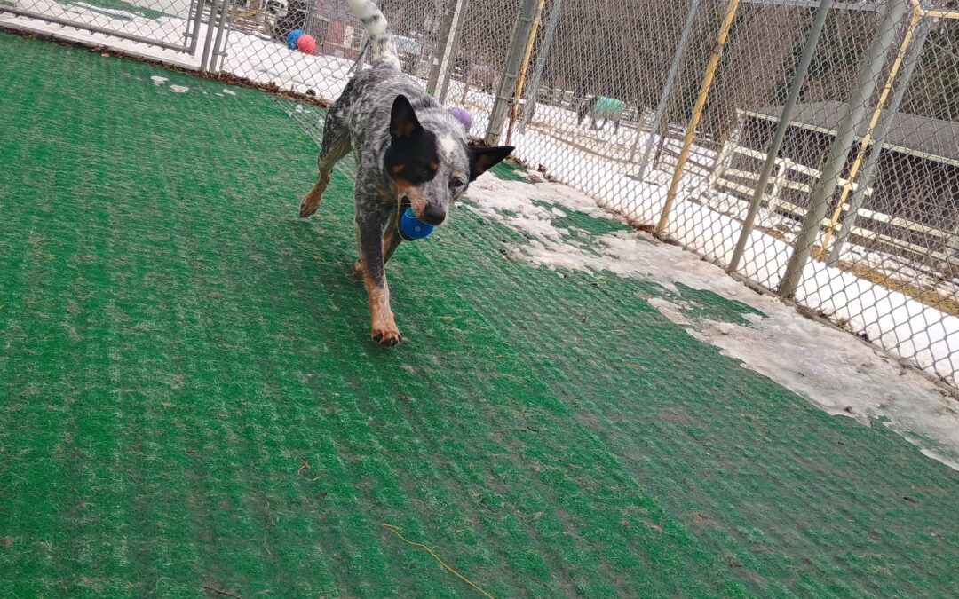 2/19/26 Tennis Balls, Snufflemat, and Paws up!