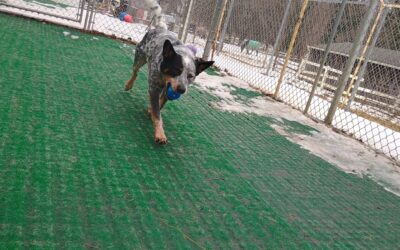 2/19/26 Tennis Balls, Snufflemat, and Paws up!