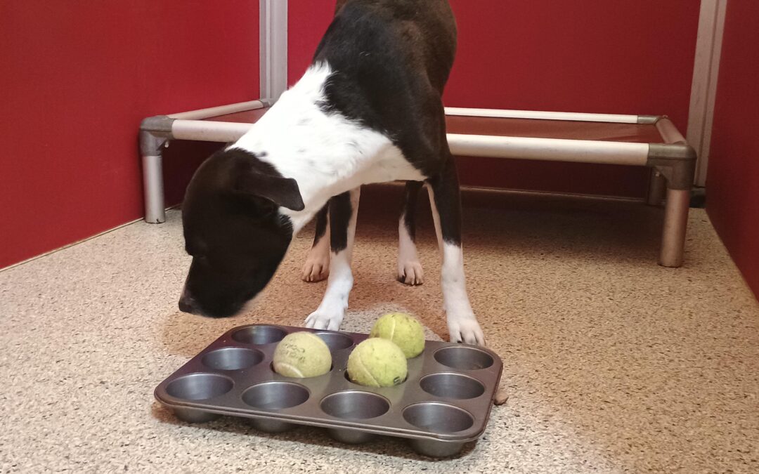 2/21/26 Squeaky Toys, Muffin Tins, and Spin the Bottle!