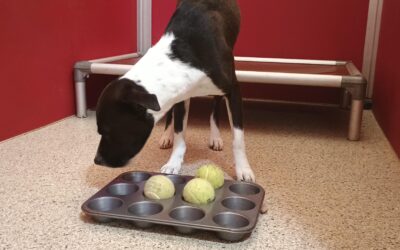 2/21/26 Squeaky Toys, Muffin Tins, and Spin the Bottle!