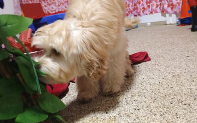2/22/26 Bubbles, Snufflemat, and Scent Space ! :)