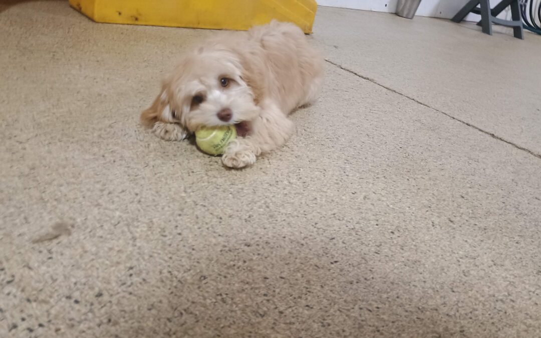 2/24/26 Tennis Balls, Towel Toll up, and Weave Cones!!