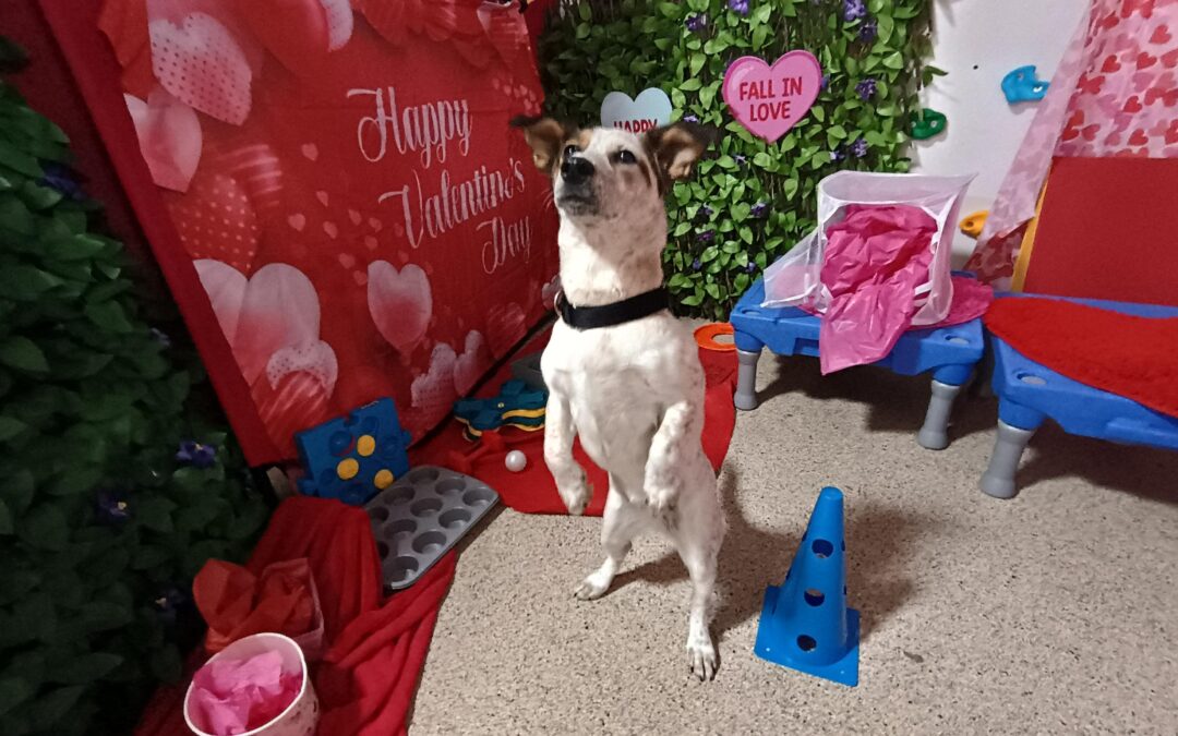 2/25/26 Frisbees, Lickmat, and Paws Up!