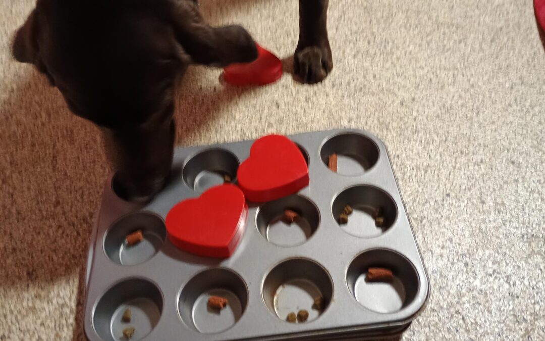 2-26-26 Indestructiball, Muffin Tins, + Paws Up! :)