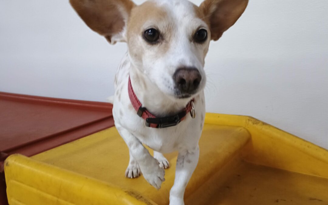 2-27-26 Chuck It, Kong Wobbler, + Klimb! :)