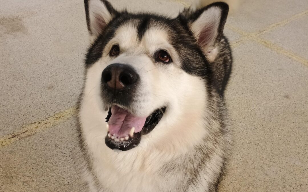 2/28/26 Football, Scatter Treats, and Shell Game! :)