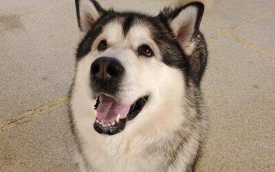 2/28/26 Football, Scatter Treats, and Shell Game! :)