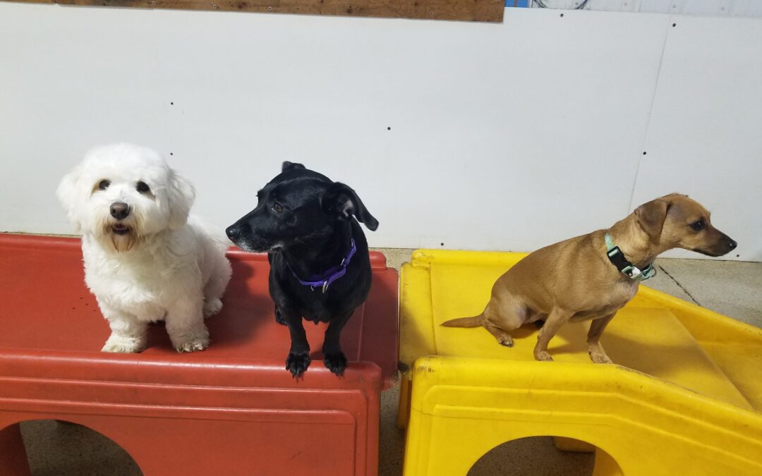 3-12-26 Playtime! :)