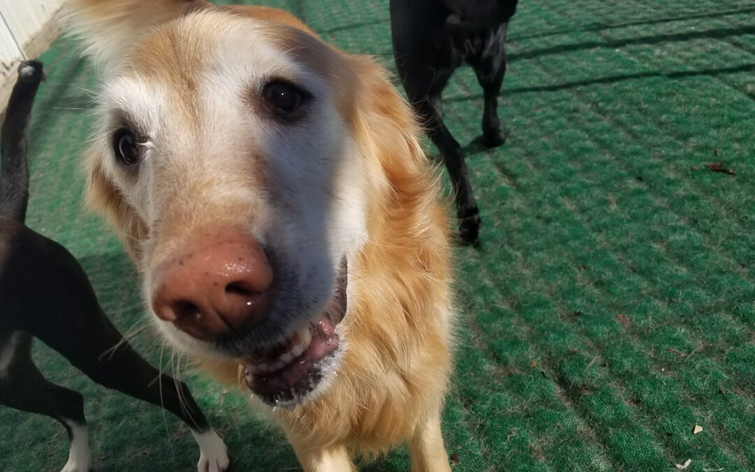 3/17/2026 St Patty’s Day Playtime!!