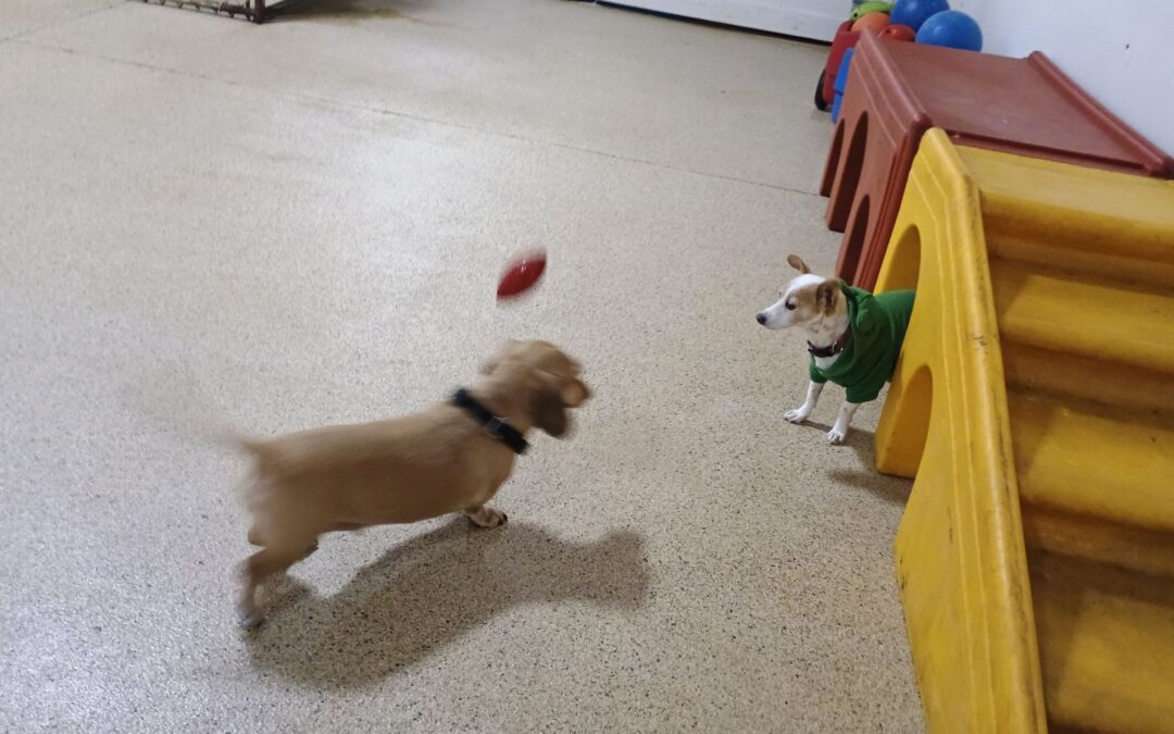 3-1-26 Football + Lickimats! :)