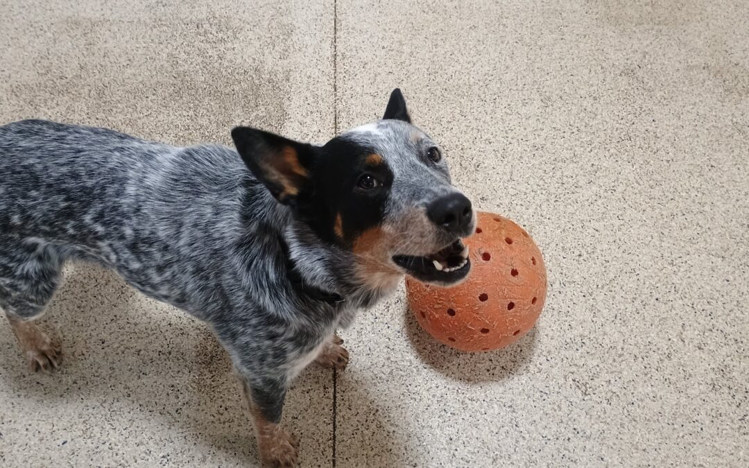 3/4/2026 Indestructiball, Megalast Bone, and Flirt Pole! :)