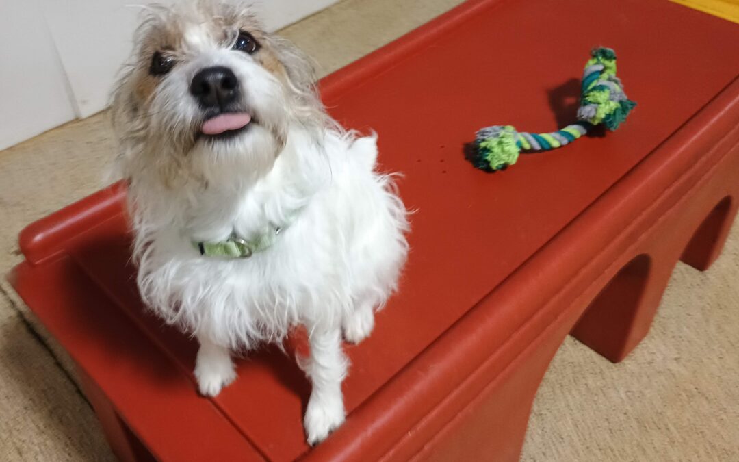 3-5-26 Rope Toys, Weave Cones, + Afternoon Fun! :)