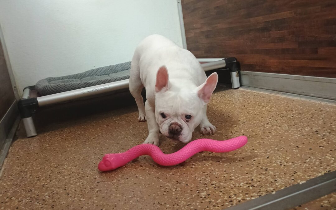 3/6/2026 Squeaky Toys, Snake Stuffer, and Scent Space! :)