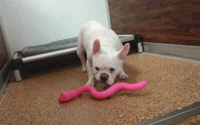 3/6/2026 Squeaky Toys, Snake Stuffer, and Scent Space! :)
