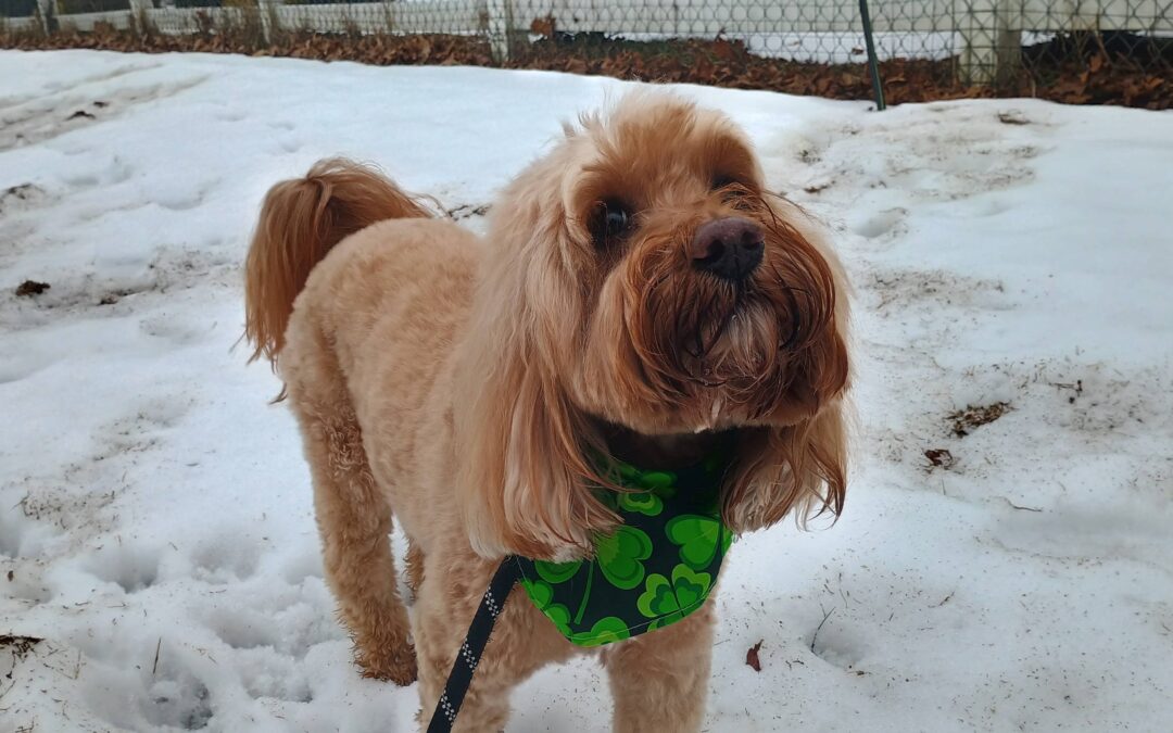 3/7/2026 Soccer Play, Kong Wobbler, and Loose Leash Walking! :)