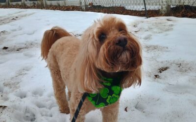 3/7/2026 Soccer Play, Kong Wobbler, and Loose Leash Walking! :)