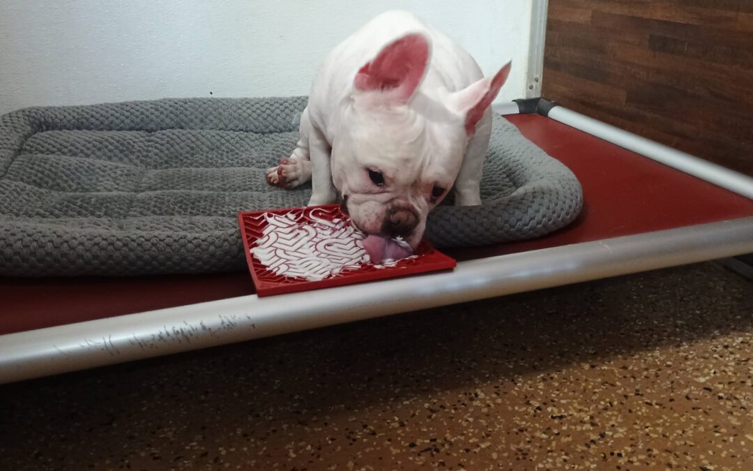 3/8/2026 Tennis Ball Play, Lickmat, and Balance Disc!! :)